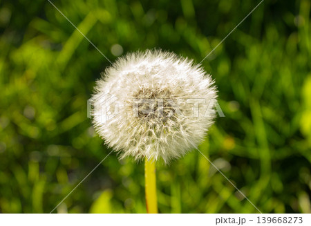 White Dandelion flower close up on blurred background. Fluffy dandelion head. White dandelion flower. White Dandelion flower close up on blurred background. Fluffy dandelion head. White dandelion flower. 139668273