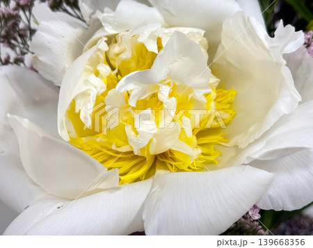 White Peony Flower Close Up with Yellow Center. 139668356