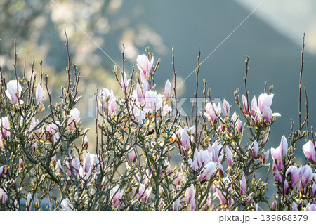 Spring floral background, blooming magnolia flowers in the morning light. Spring floral background, blooming magnolia flowers in the morning light. 139668379