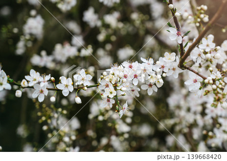 Abstract spring floral background, cherry blossom tree branches, floral wallpaper with soft focus 139668420