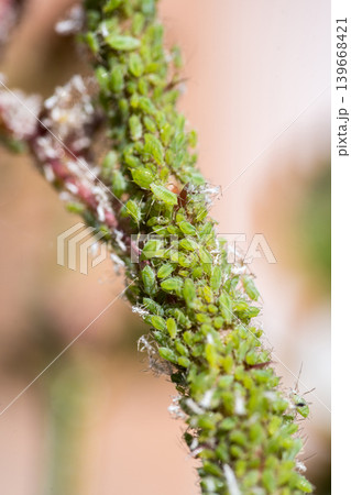 Green aphids on rose plant, tiny green flies insecticide lice Green aphids on rose plant, tiny green flies insecticide lice 139668421