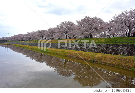 あさひ舟川べりの桜並木　富山　朝日町　 139668453