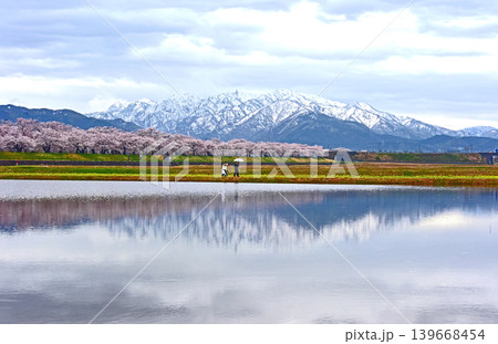 あさひ舟川べりの桜と後立山連峰 富山 朝日町 あさひ舟川べりの桜と後立山連峰 富山 朝日町 139668454