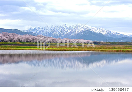 あさひ舟川べりの桜と後立山連峰 富山 朝日町 あさひ舟川べりの桜と後立山連峰 富山 朝日町 139668457