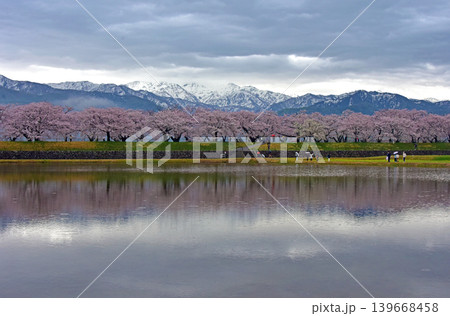 春の三重奏 桜と北アルプス 富山県朝日町 春の三重奏 桜と北アルプス 富山県朝日町 139668458