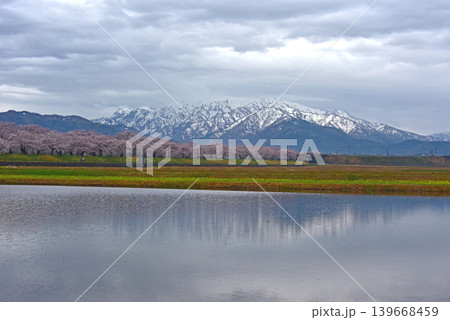 あさひ舟川べりの桜と後立山連峰 富山 朝日町 あさひ舟川べりの桜と後立山連峰 富山 朝日町 139668459