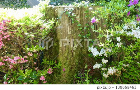 鮮やかな花や緑に囲まれた古い切り株 鮮やかな花や緑に囲まれた古い切り株 139668463