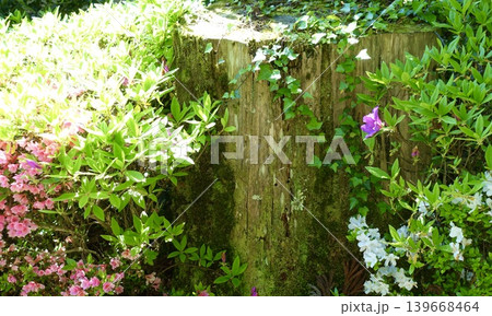 鮮やかな花や緑に囲まれた古い切り株 鮮やかな花や緑に囲まれた古い切り株 139668464