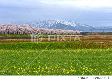 あさひ舟川 桜と菜の花と後立山連峰 富山県朝日町 あさひ舟川 桜と菜の花と後立山連峰 富山県朝日町 139668591