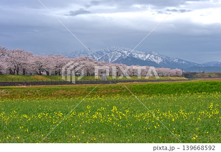 あさひ舟川べりの桜と菜の花と後立山連峰　富山　朝日町　 139668592