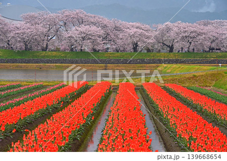 春の三重奏 桜とチューリップと北アルプス 富山県朝日町 春の三重奏 桜とチューリップと北アルプス 富山県朝日町 139668654