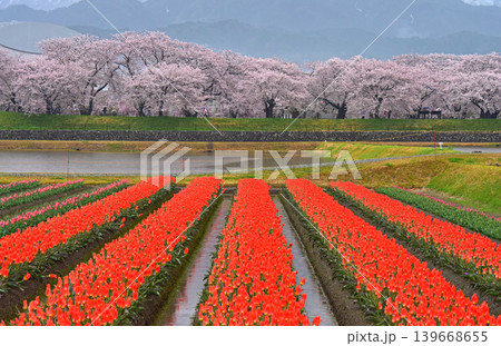 春の三重奏 桜とチューリップと北アルプス 富山県朝日町 春の三重奏 桜とチューリップと北アルプス 富山県朝日町 139668655