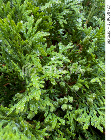 Bright Green Conifer Leaves Water Drops Close Up Bright Green Conifer Leaves Water Drops Close Up 139668727