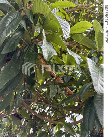 木とセミの抜け殻 139668809