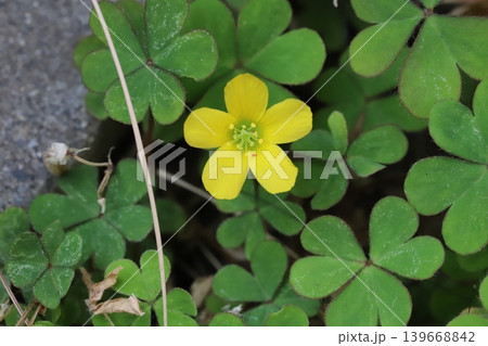 春の庭の隅に咲く黄色いカタバミの花と緑色のハート形の三枚葉 139668842