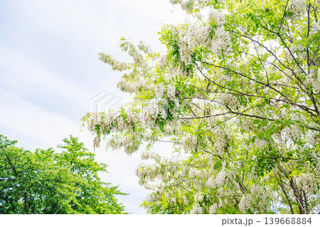 初夏の訪れを告げる白く美しいニセアカシアの房状の花 初夏の訪れを告げる白く美しいニセアカシアの房状の花 139668884