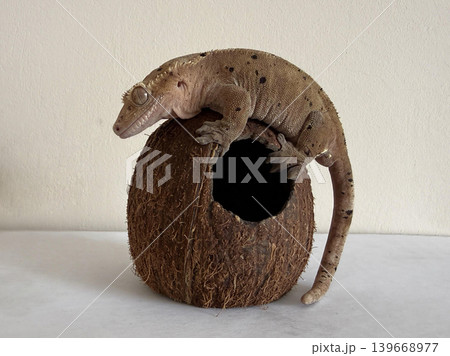 A gecko climbs on a coconut shell. The shell has a hole in it. T A gecko climbs on a coconut shell. The shell has a hole in it. T 139668977
