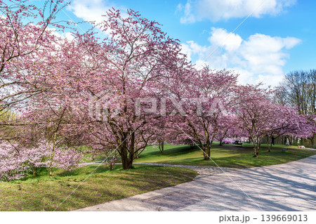 Cherry blossoms in Munich, Germany. Pink cherry blossoms with a blue and cloudy sky background. Spring in Germany. Cherry blossoms in Munich, Germany. Pink cherry blossoms with a blue and cloudy sky background. Spring in Germany. 139669013