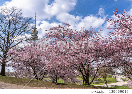 Cherry blossoms in Munich, Germany. Pink cherry blossoms with a blue and cloudy sky background. Spring in Germany. Cherry blossoms in Munich, Germany. Pink cherry blossoms with a blue and cloudy sky background. Spring in Germany. 139669015