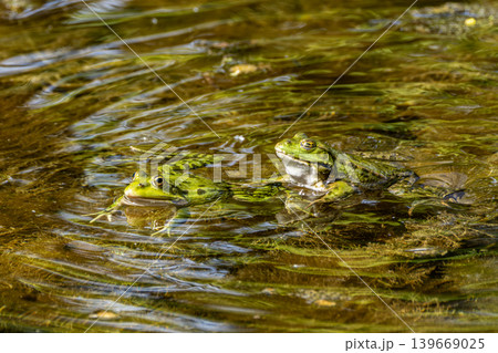 Common frog, Rana temporaria, reptiles croaking in the water 139669025