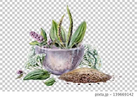 Plantain, yarrow, mint and dill seeds in mortar watercolor. Botanical illustration for digestive system medicine packaging, stomach health wellness tea branding, gastrological remedy design 139669142