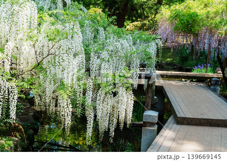 藤の花の風景 藤の花の風景 139669145