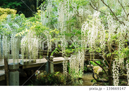 藤の花の風景 藤の花の風景 139669147