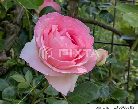 ピンクの薔薇13 ピンクの薔薇13 139669595