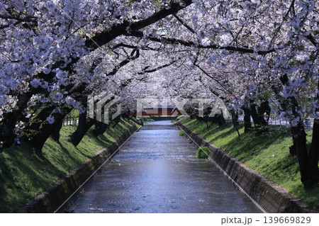 五条川の桜 五条川の桜 139669829