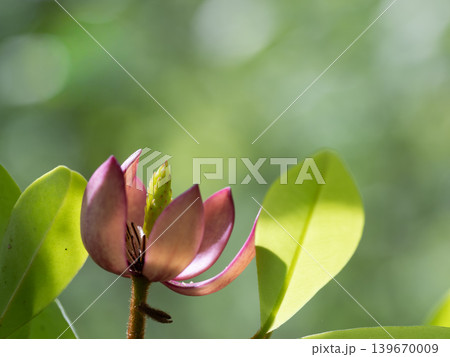 カラタネオガタマのワインレッドの花 カラタネオガタマのワインレッドの花 139670009