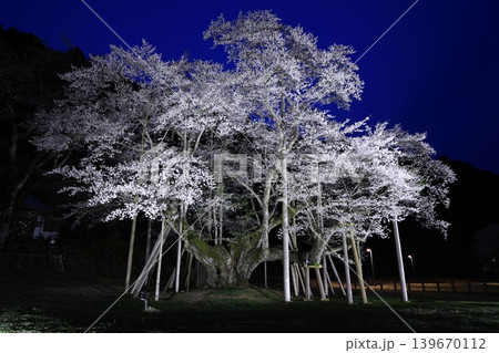 根尾谷淡墨桜 根尾谷淡墨桜 139670112