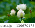 白い蓮の花が開くとき 139670178