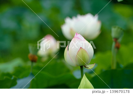 白い蓮の花が開くとき 139670178