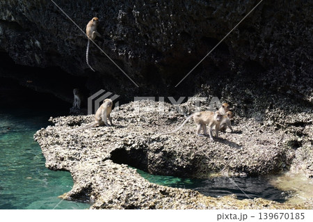 Wild Monkeys on Phi Phi Island Thailand Wild Monkeys on Phi Phi Island Thailand 139670185