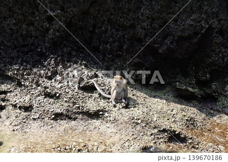 Wild Monkeys on Phi Phi Island Thailand Wild Monkeys on Phi Phi Island Thailand 139670186
