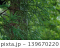 雨の雫に濡れる針葉樹の葉 139670220