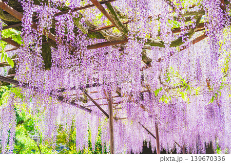 美しく垂れ下がる紫色の藤の花 美しく垂れ下がる紫色の藤の花 139670336