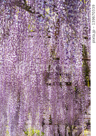 満開の藤の花が垂れ下がる幻想的な風景 139670339