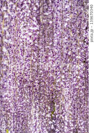 満開の藤の花が垂れ下がる幻想的な風景 満開の藤の花が垂れ下がる幻想的な風景 139670340