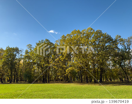 Wide Green Lawn Golden Trees Clear Blue Sky 139670419
