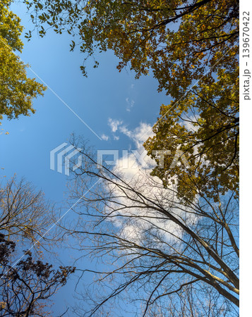 Autumn Bare Tree Branches Blue Sky Frame Autumn Bare Tree Branches Blue Sky Frame 139670422