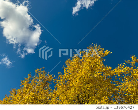 Bright Yellow Autumn Leaves Vivid Blue Sky Bright Yellow Autumn Leaves Vivid Blue Sky 139670427