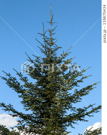 Top Of Tall Conifer Tree Clear Blue Sky Top Of Tall Conifer Tree Clear Blue Sky 139670434