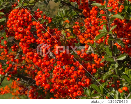 Close Up Vibrant Orange Red Berries Green Foliage Close Up Vibrant Orange Red Berries Green Foliage 139670436