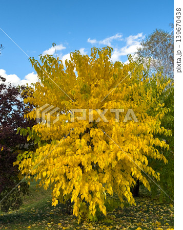 Vibrant Yellow Autumn Tree Bright Blue Sky 139670438