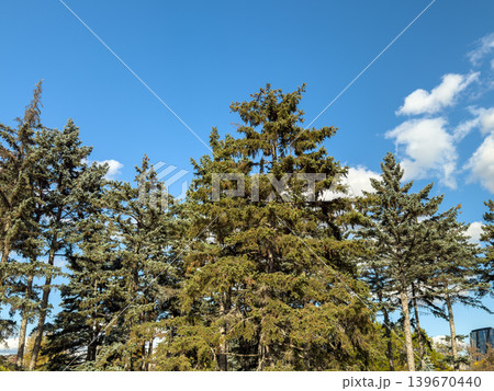 Pine Tree Tops Clear Blue Sky Autumn Forest Pine Tree Tops Clear Blue Sky Autumn Forest 139670440