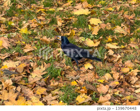 Black Rook Bird Autumn Leaves Green Grass Black Rook Bird Autumn Leaves Green Grass 139670448