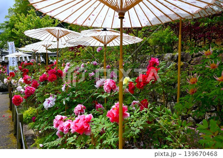 長谷寺のぼたんの花と番傘 長谷寺のぼたんの花と番傘 139670468