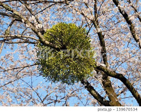 満開になった桜の木に寄生したヤドリギ（宿り木） 139670534