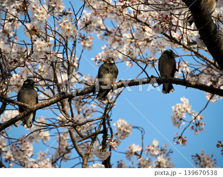 桜の木にとまるムクドリ(椋鳥) 桜の木にとまるムクドリ(椋鳥) 139670538